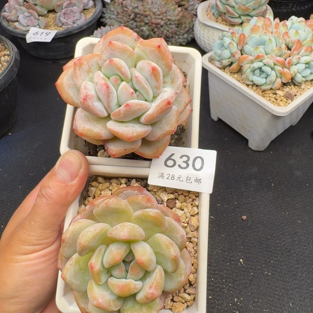 630星影变异2颗7-8cm左右（拍下联系客服）