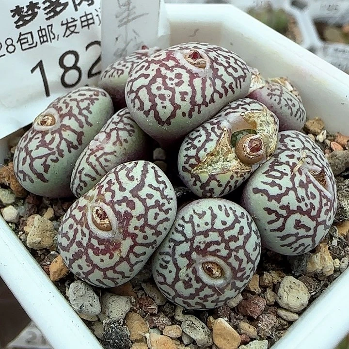 w182。    墨小锥。  