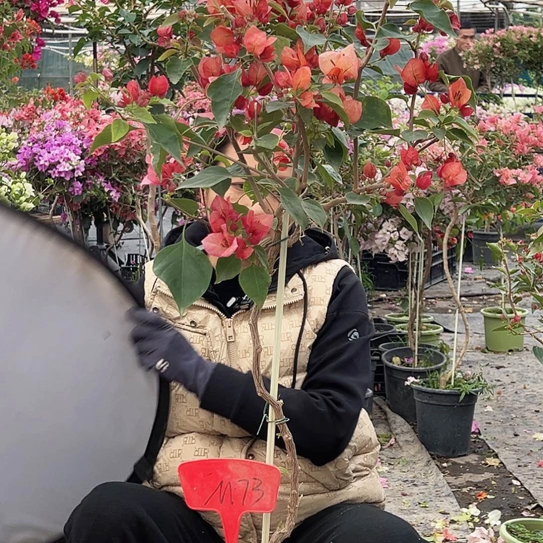 ****花大部分花苞少量开放M73不甜西瓜