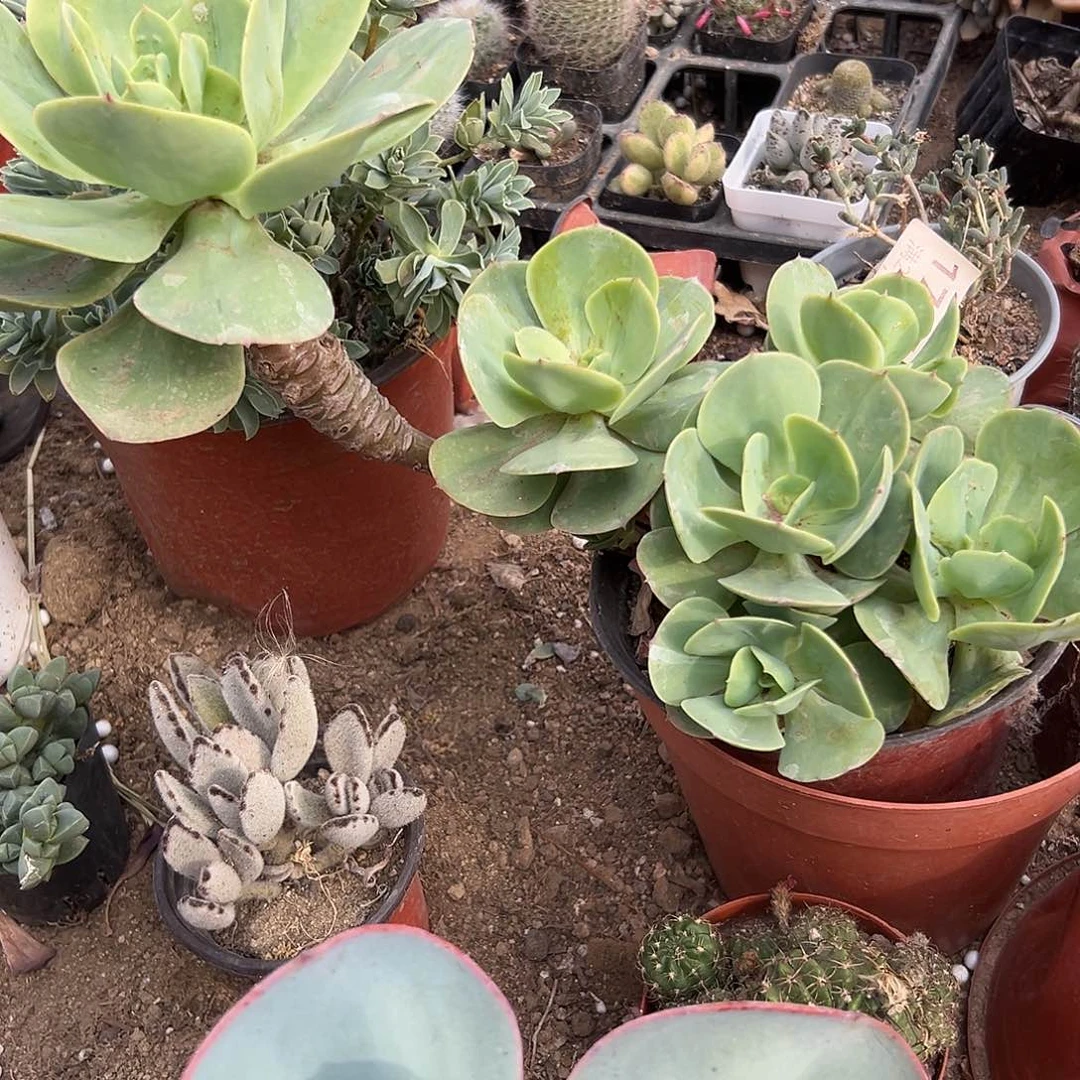 多肉植物鸡蛋碧桃