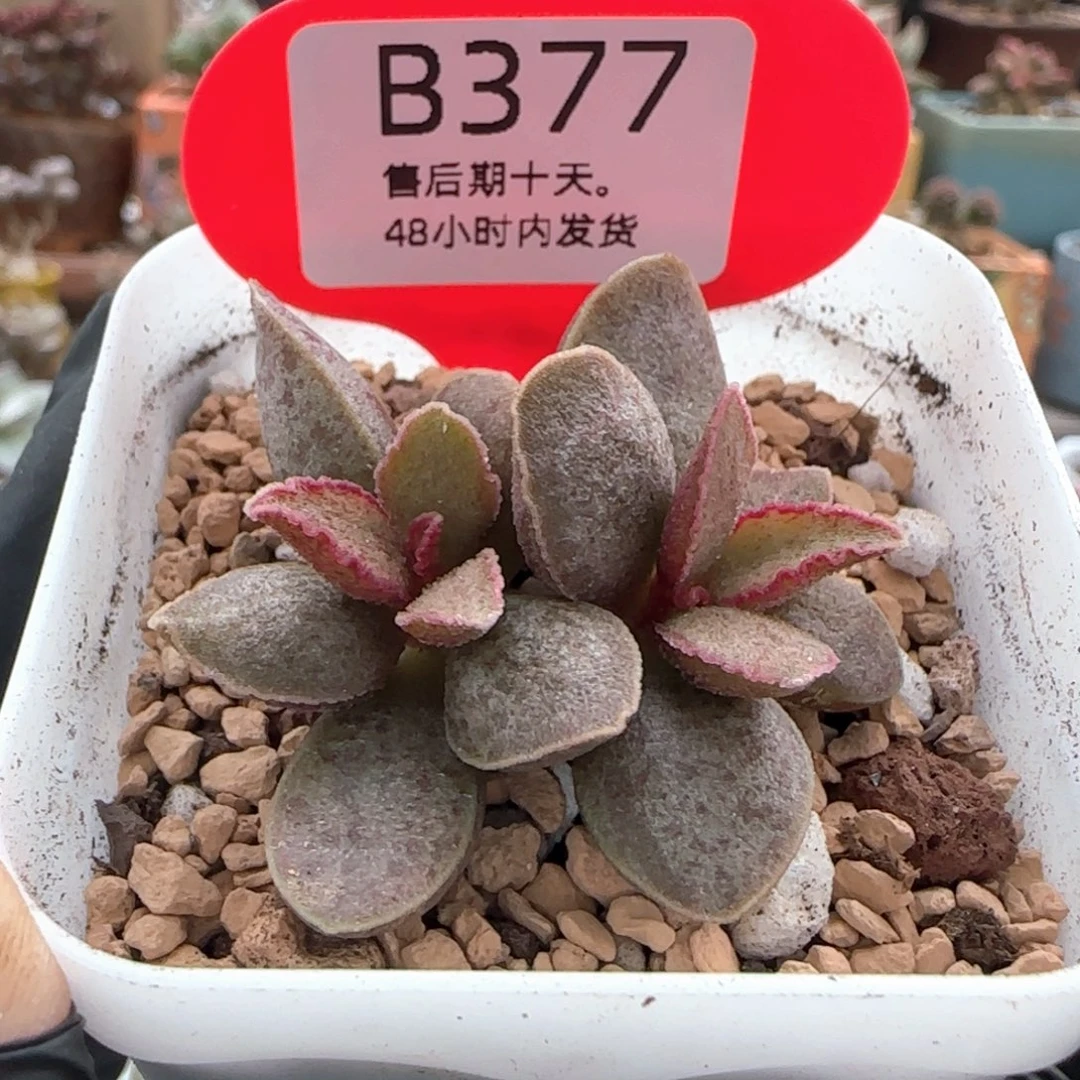 天秤座。   377。
