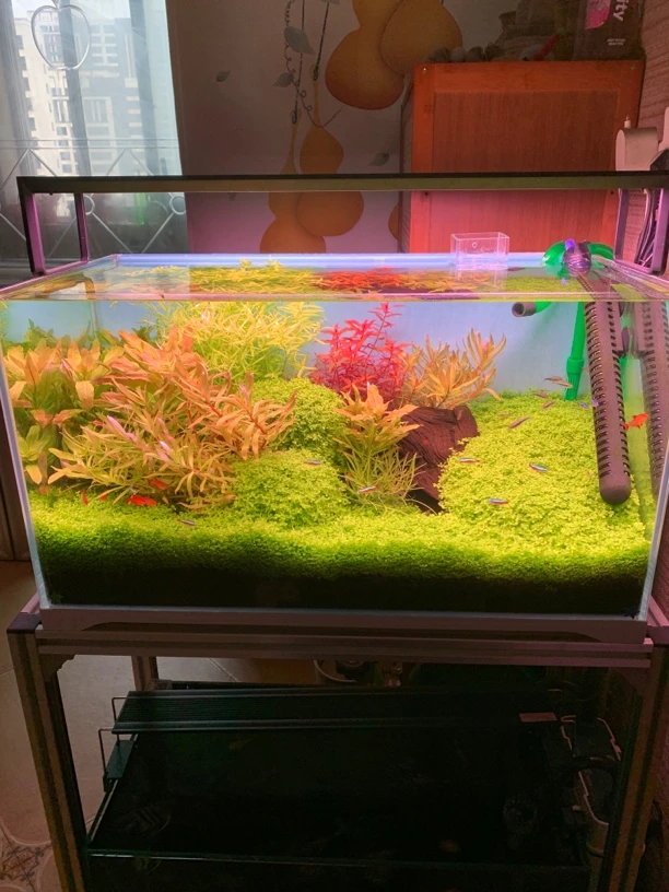 60缸荷兰景全套荷兰景水草开缸套餐草缸鱼缸造景
