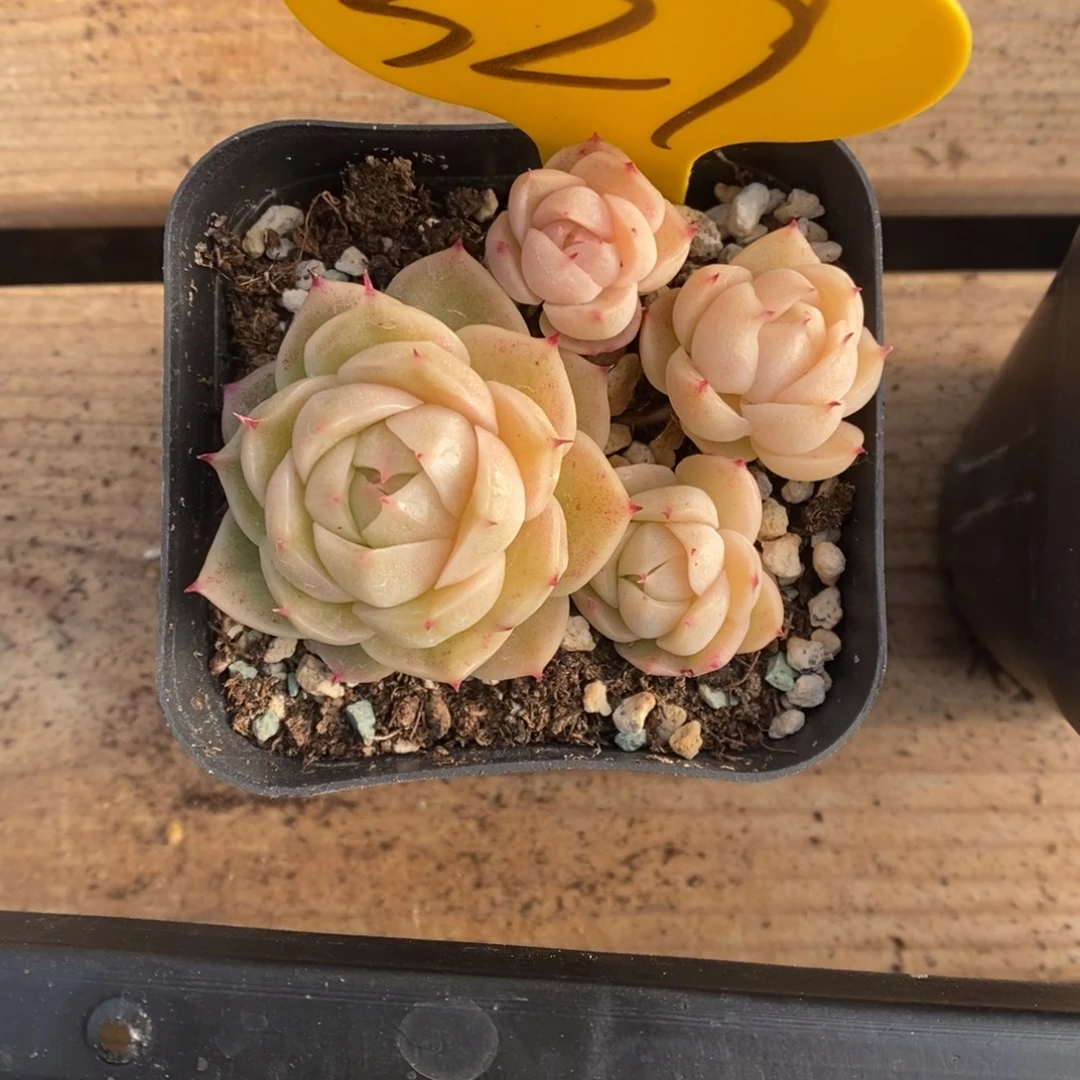 k***n麦秆群生329号。