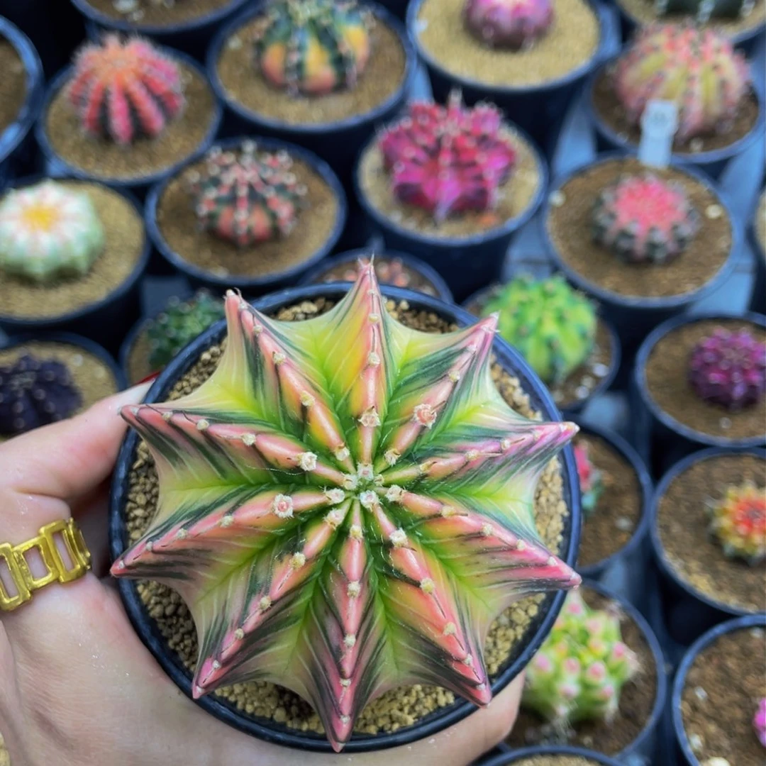 米哈星球0000000000603