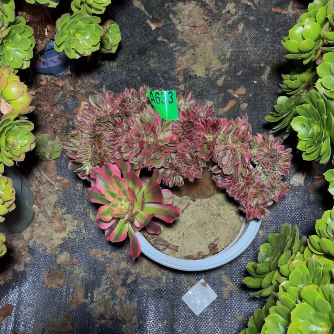 粉女郎缀化法师1-11