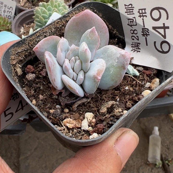 烟奶茶缀多肉植物649