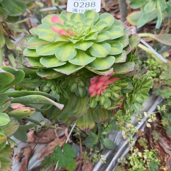 288号知否啊啊啊