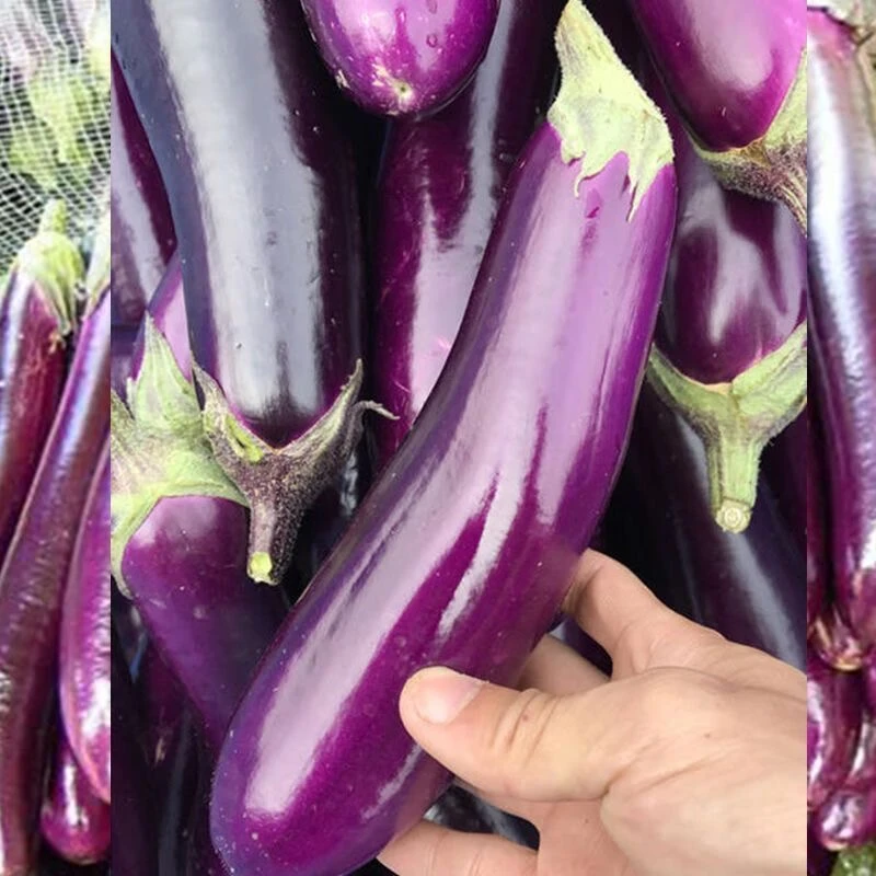 贵州山区露天紫皮茄子当季软糯可口现摘现发纯天然生长绿色