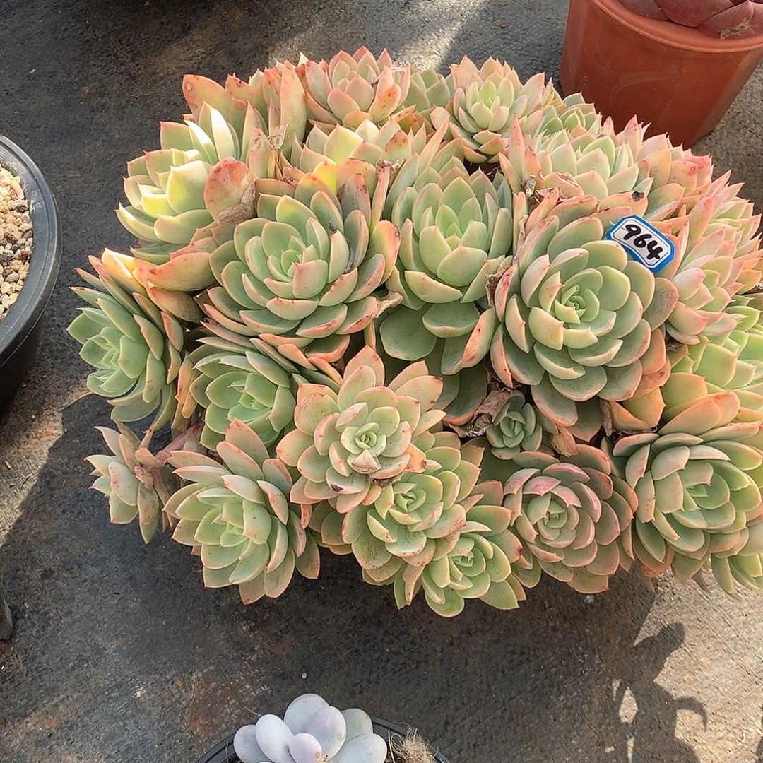 964丝绸 一物一拍多肉