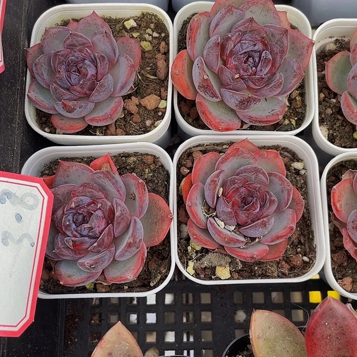 黑橙子带盆土发过