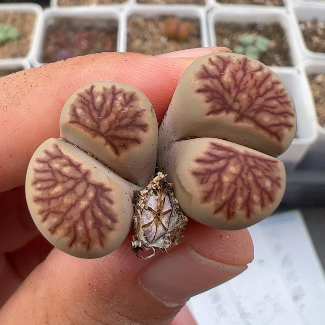 7.1好看的多肉脱土发货388