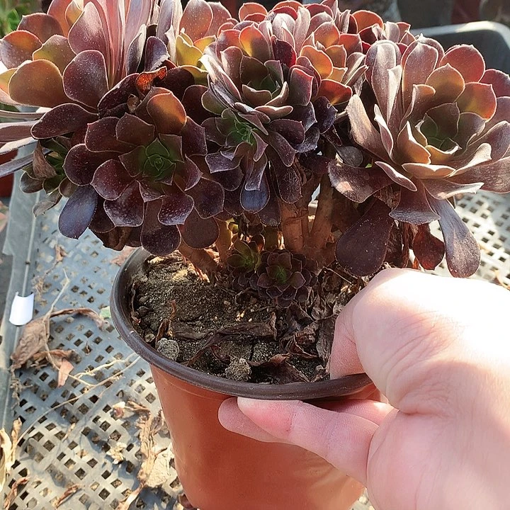 381欧紫缀化多肉植物