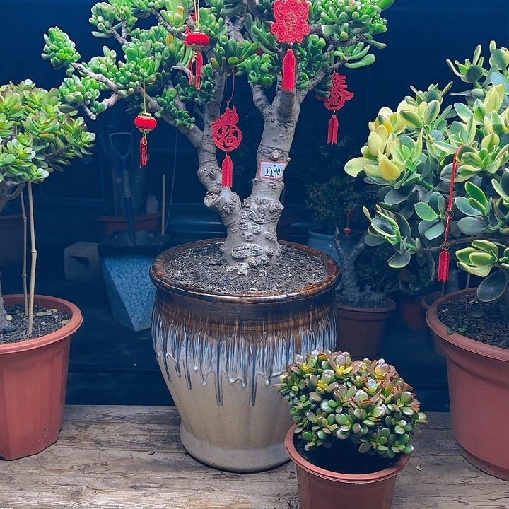 啊***玲2290大马蹄吸财树半土球发