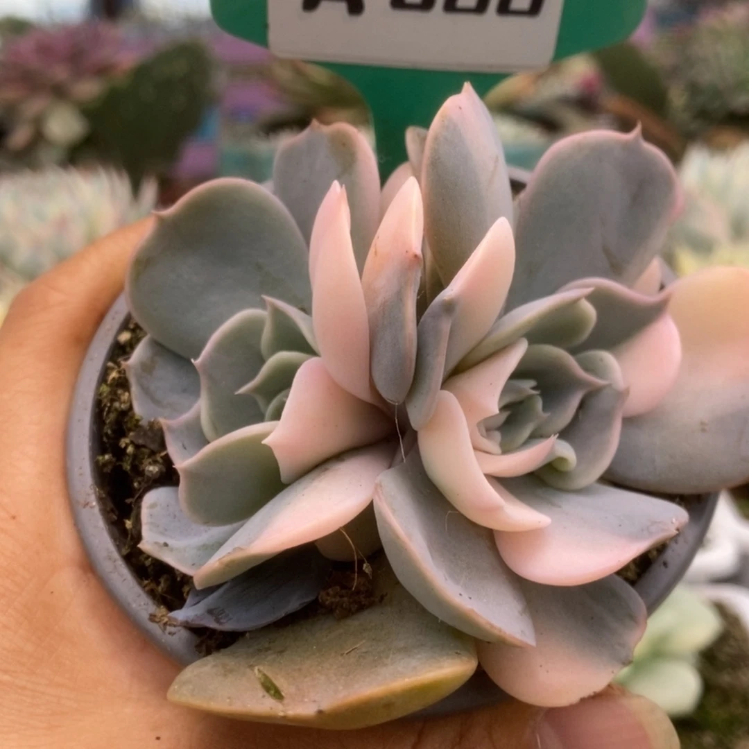 088双子座锦锦锦锦锦锦锦