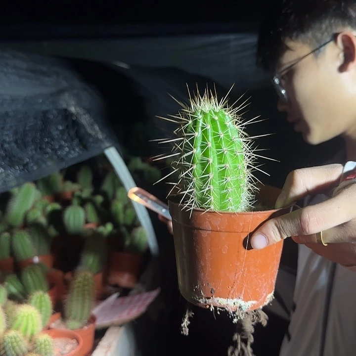 完全开放荣耀单头不保高度脱土