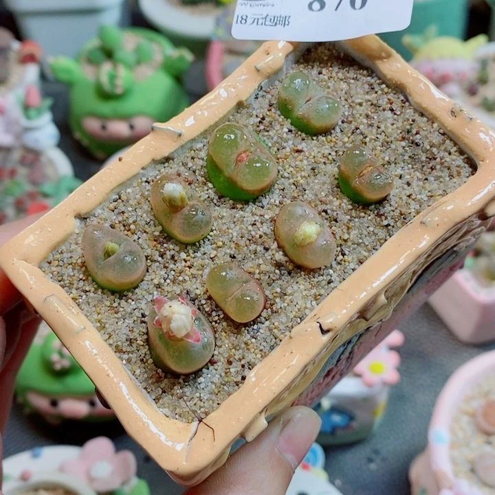 生石花花花花花花花870