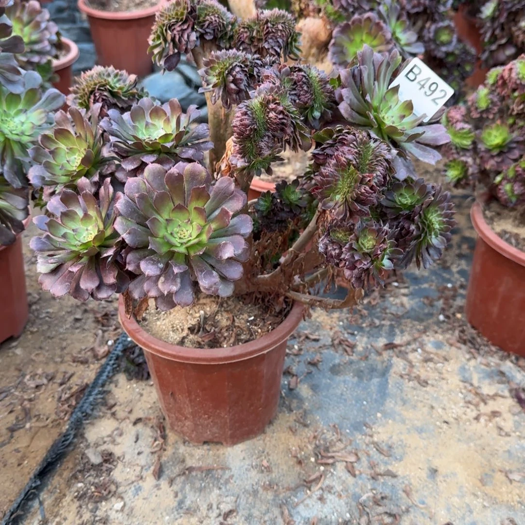 492铜壶有伤一颗呀呀