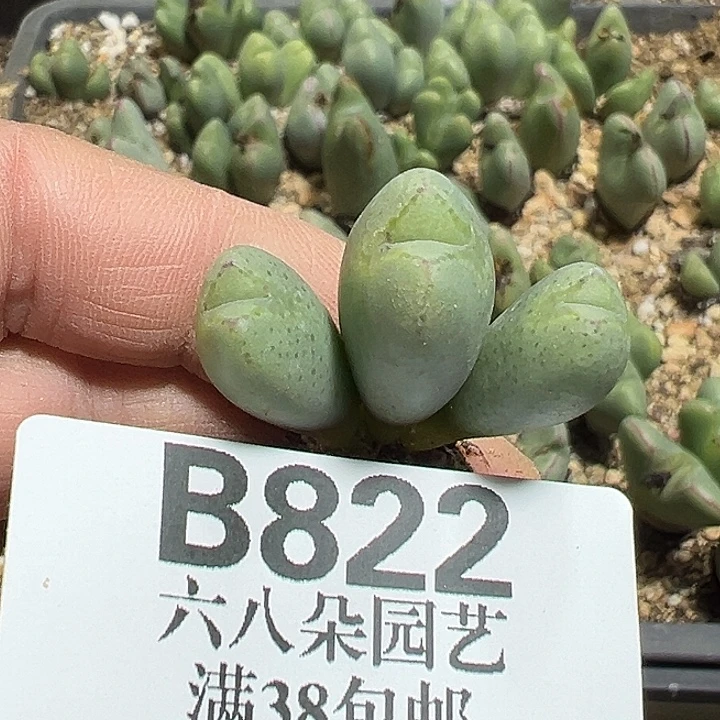 822号少将多肉植物