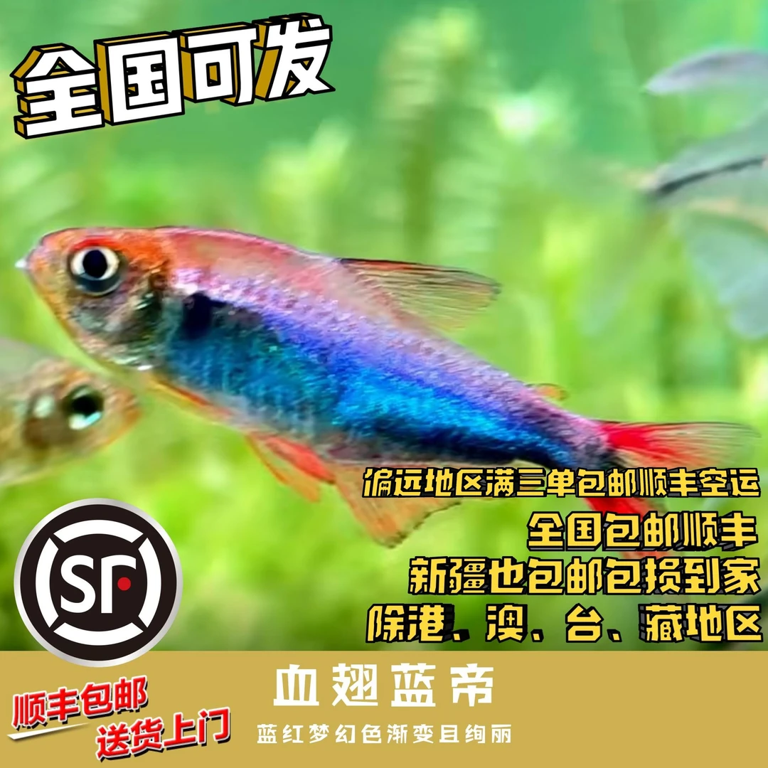 Boo小鱼 血翅蓝帝 偏远地区任意三单包顺丰空运