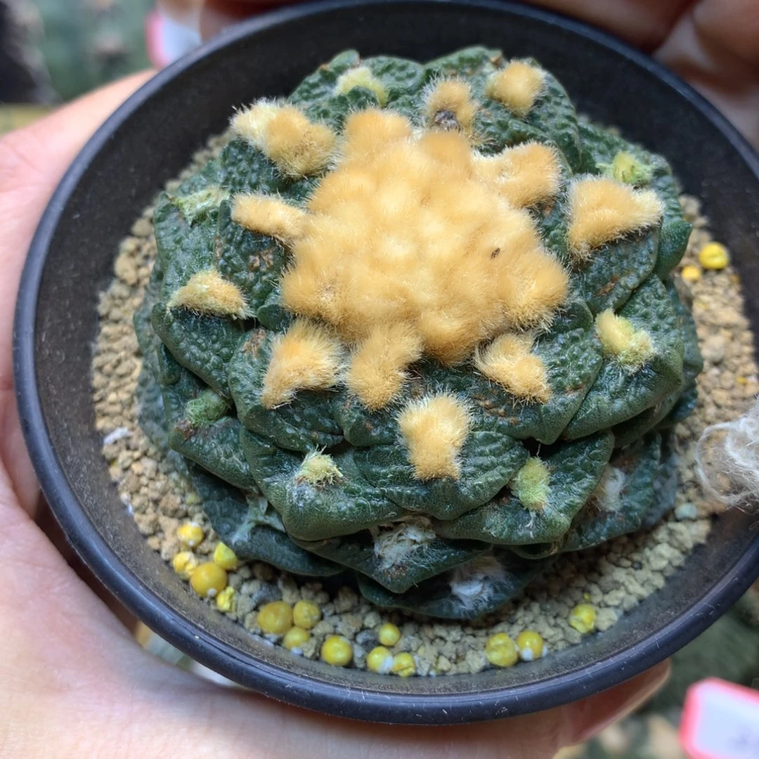 28号 自根龟甲连山6.5公分带盆土发货
