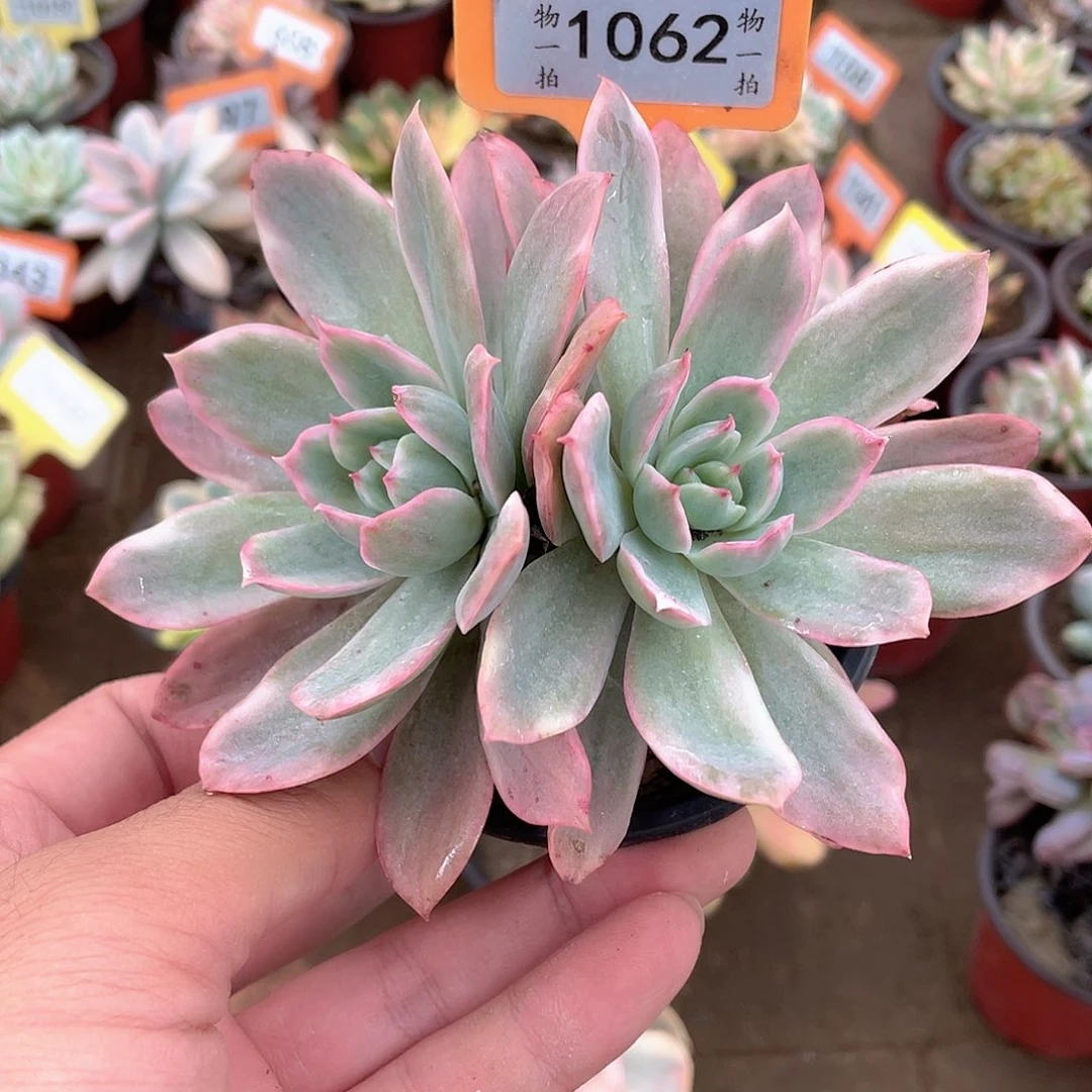 绮罗锦1062号多肉