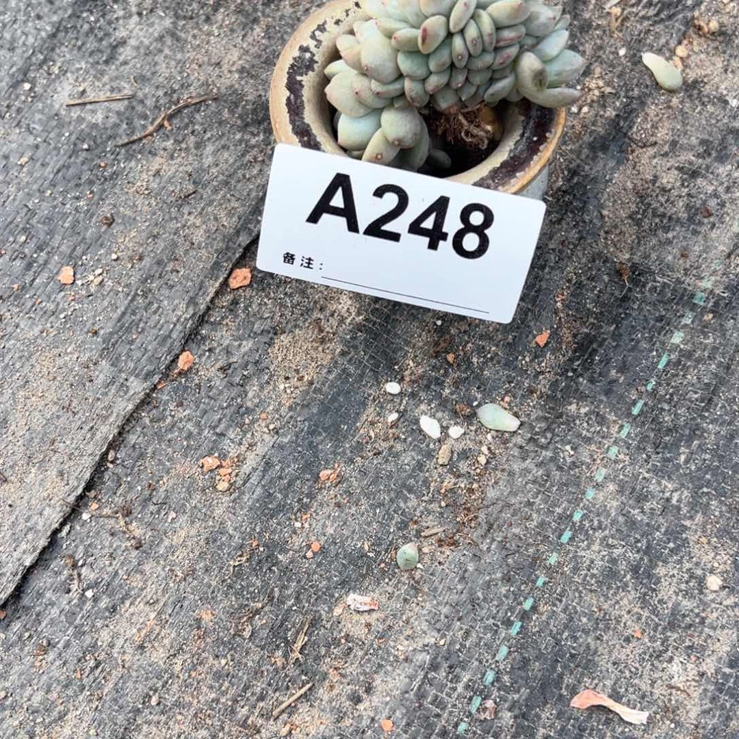 用****0248多肉多肉多肉多肉