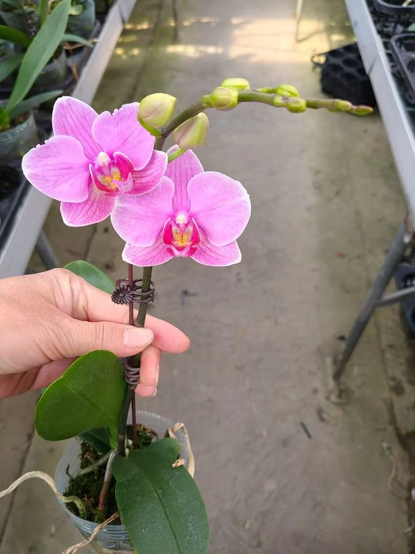 【紫蝶】蝴蝶兰带花带花苞高雅别致好养易