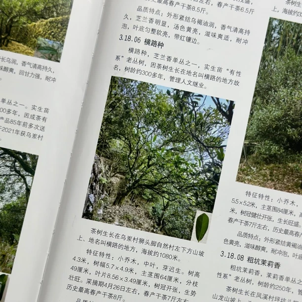 2024乌岽单株横路种 乌岽单丛茶高香型春茶凤凰单枞正宗