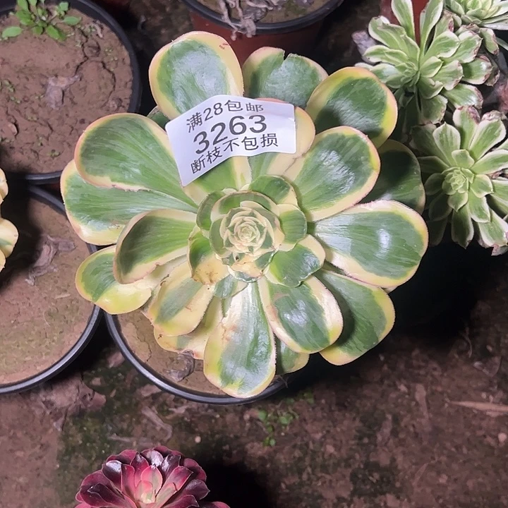 3263燕姿锦多肉植物