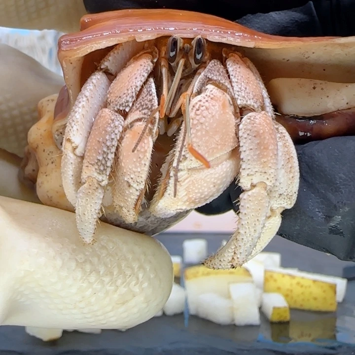 A19奶橘色通体 灰白2.8cm口径