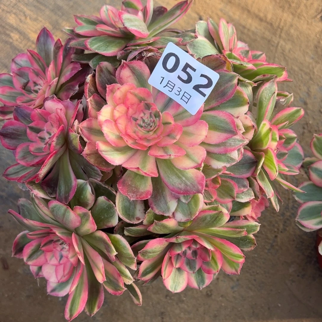 1.3-52海神多肉植物