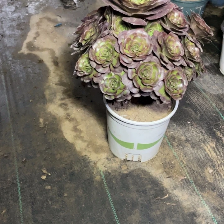 22魅金多肉多肉多肉多肉