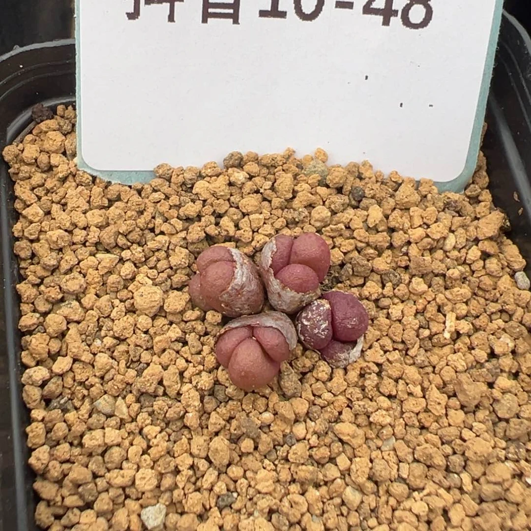 10-48紫葡萄多肉植物