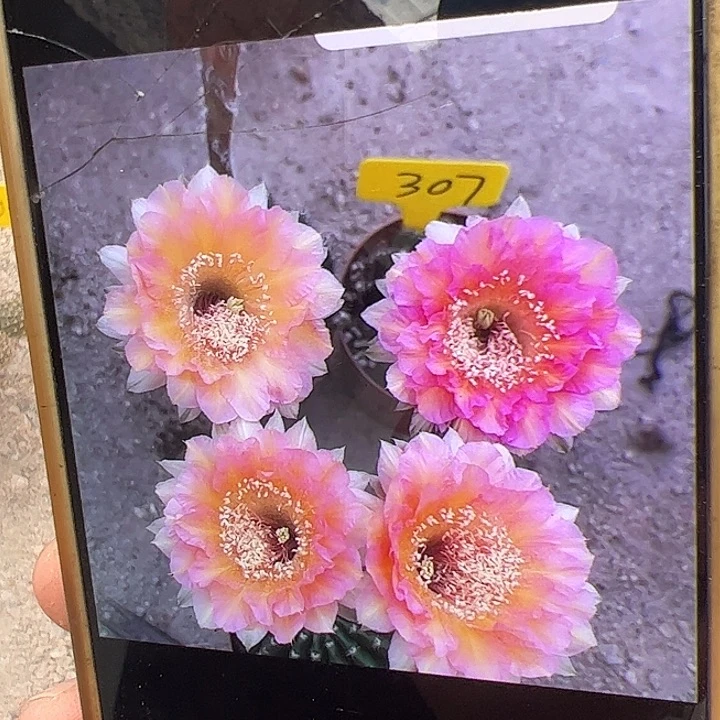 自根彩草量拍，偏远不包邮