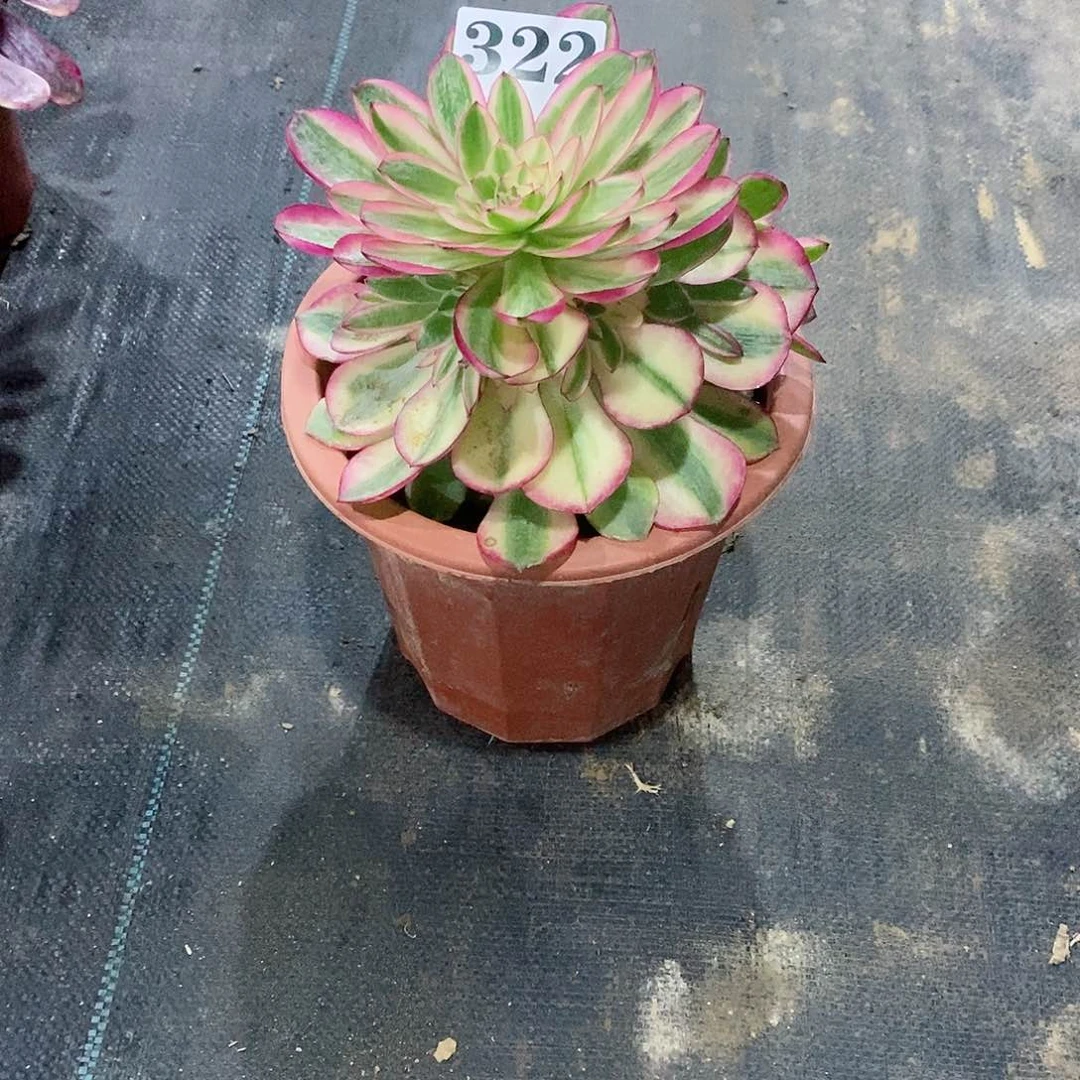 剁**乐荔枝322多肉法师植物