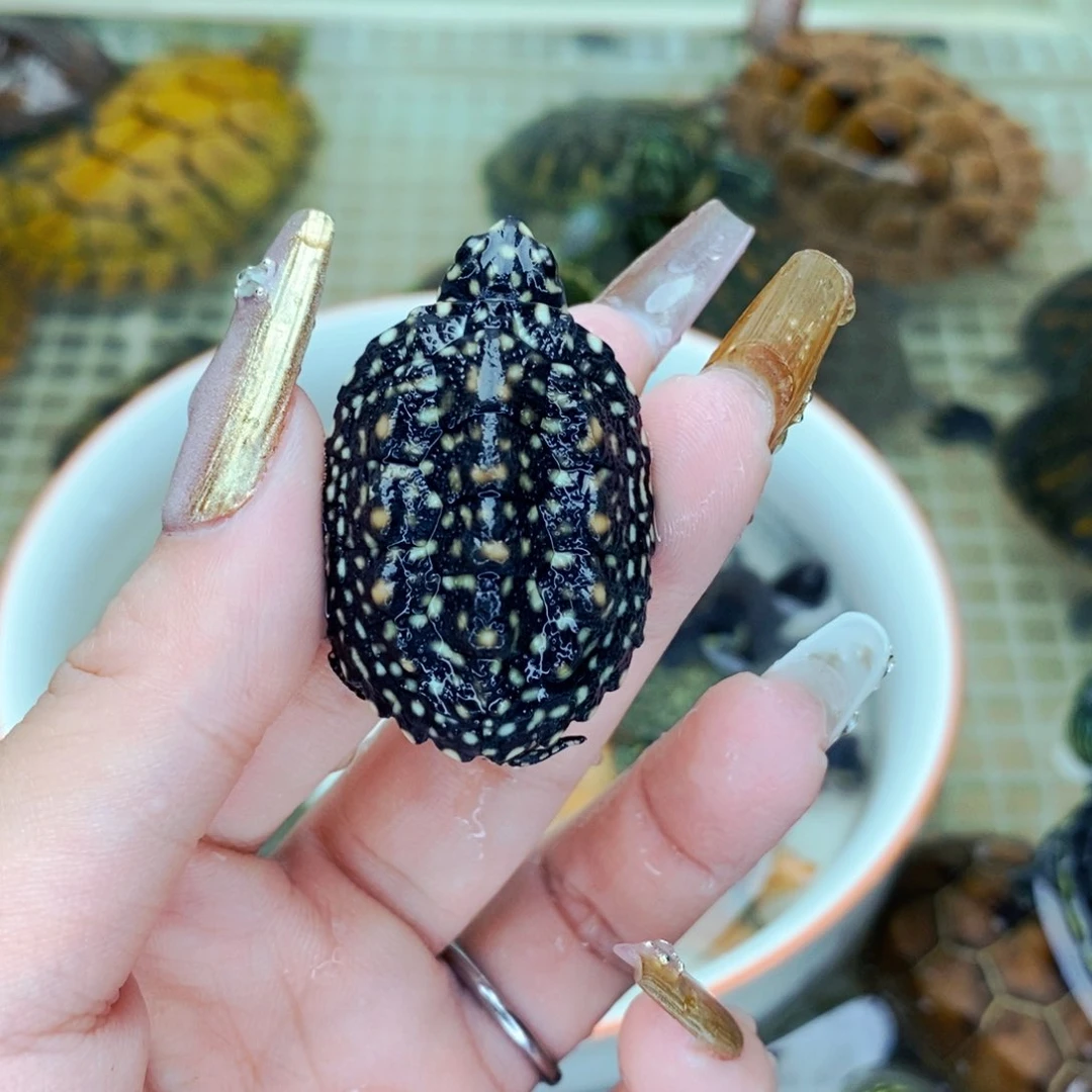 不分公母宠物龟满天星斑点苗