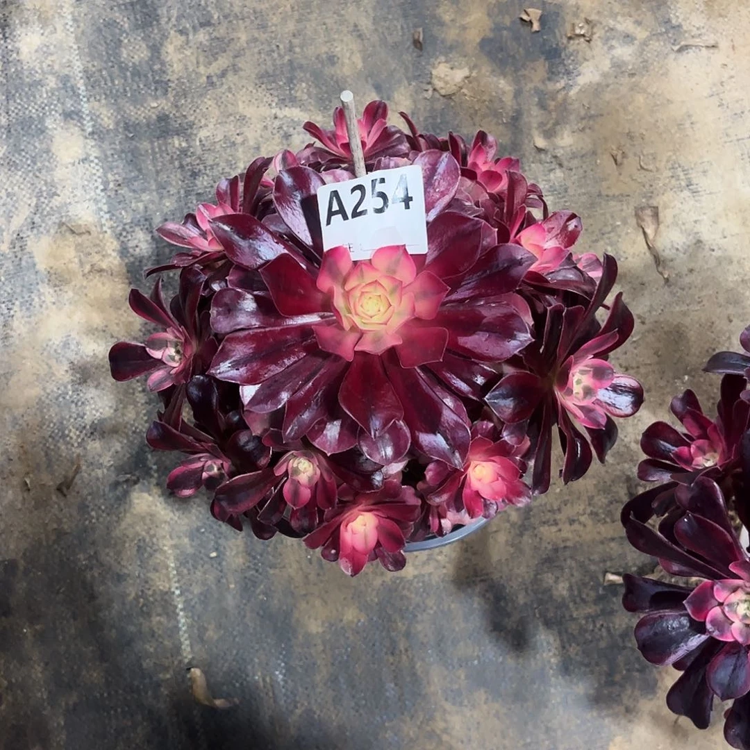 多肉植物美杜莎254多肉