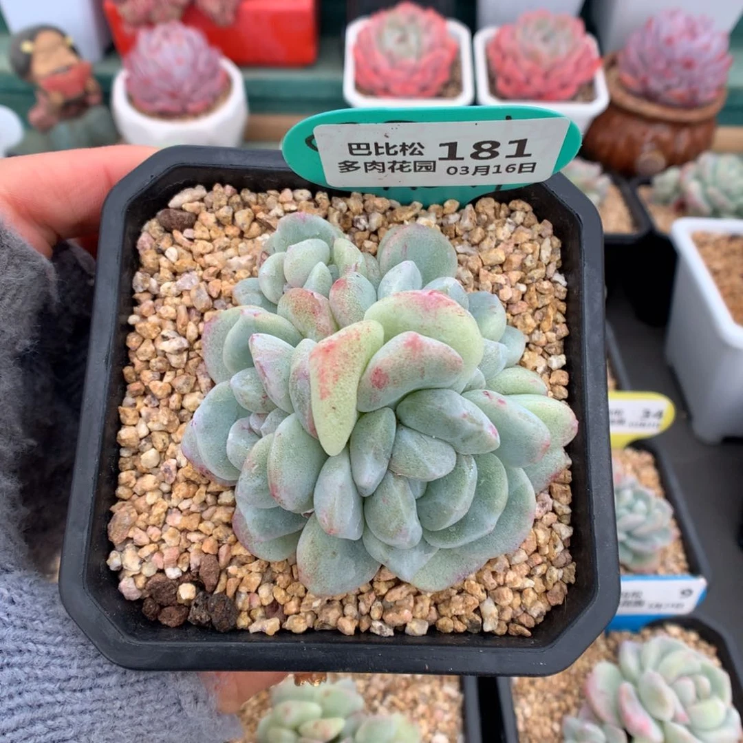 Q*。181冰玉石化多肉植物