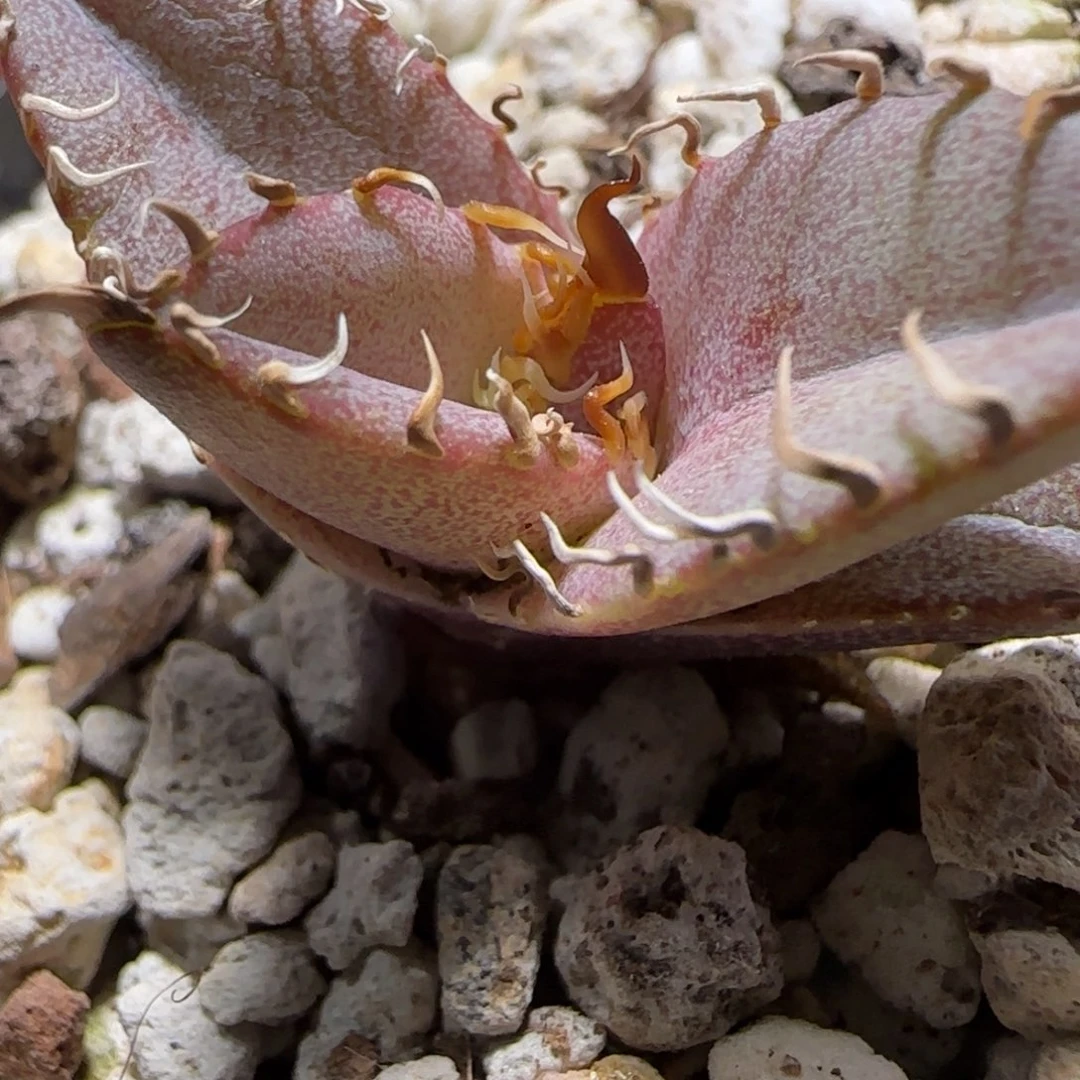 实生籽播优选小苗2号啦啦啦