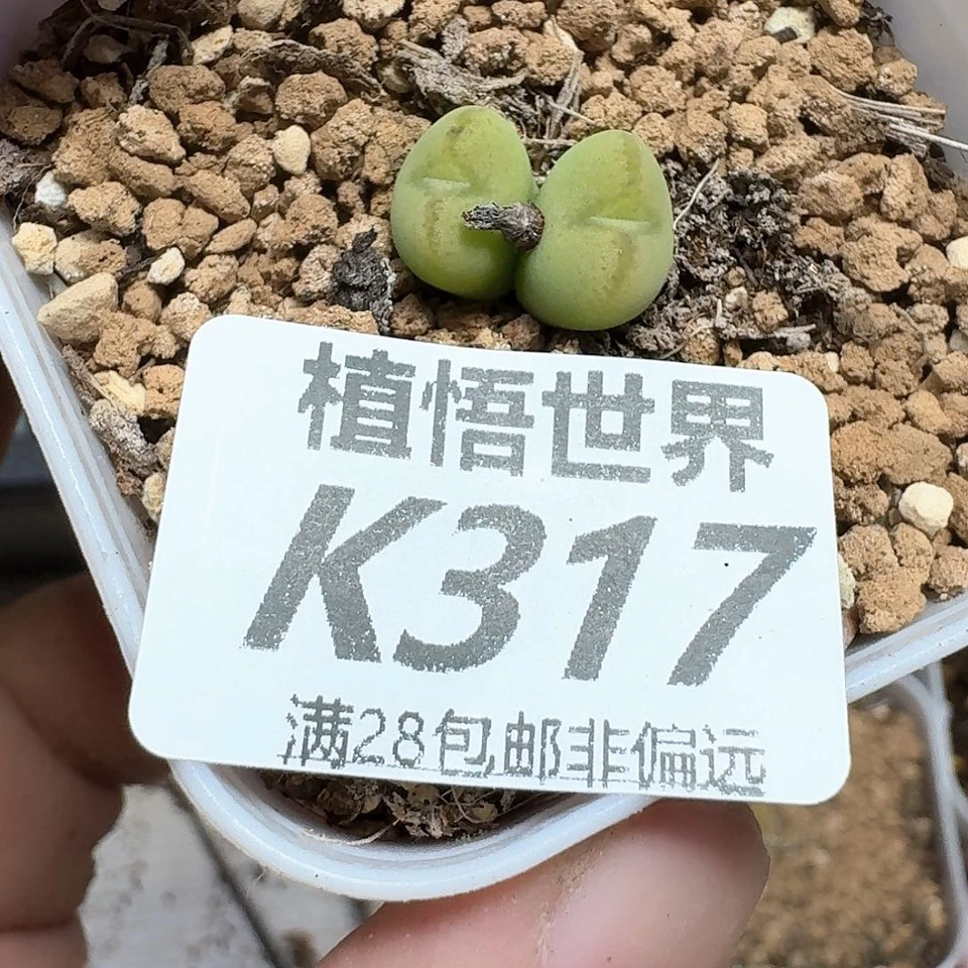 的润泽的润泽动作的