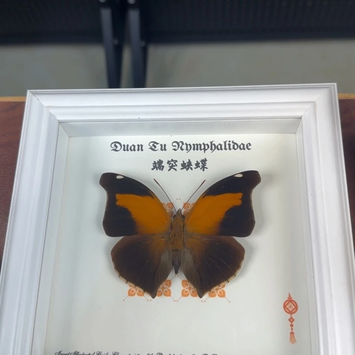有机玻璃蝴蝶标本蝴蝶标本