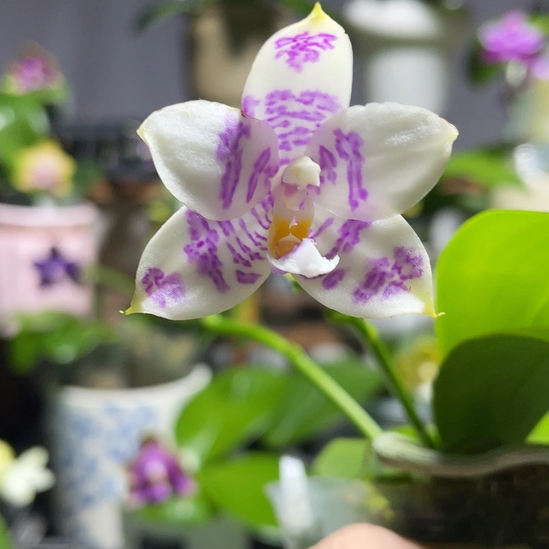 完全开放104叶瑕花期不保