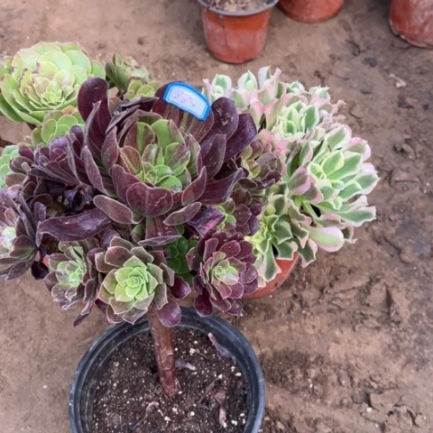 885多肉植物组合，