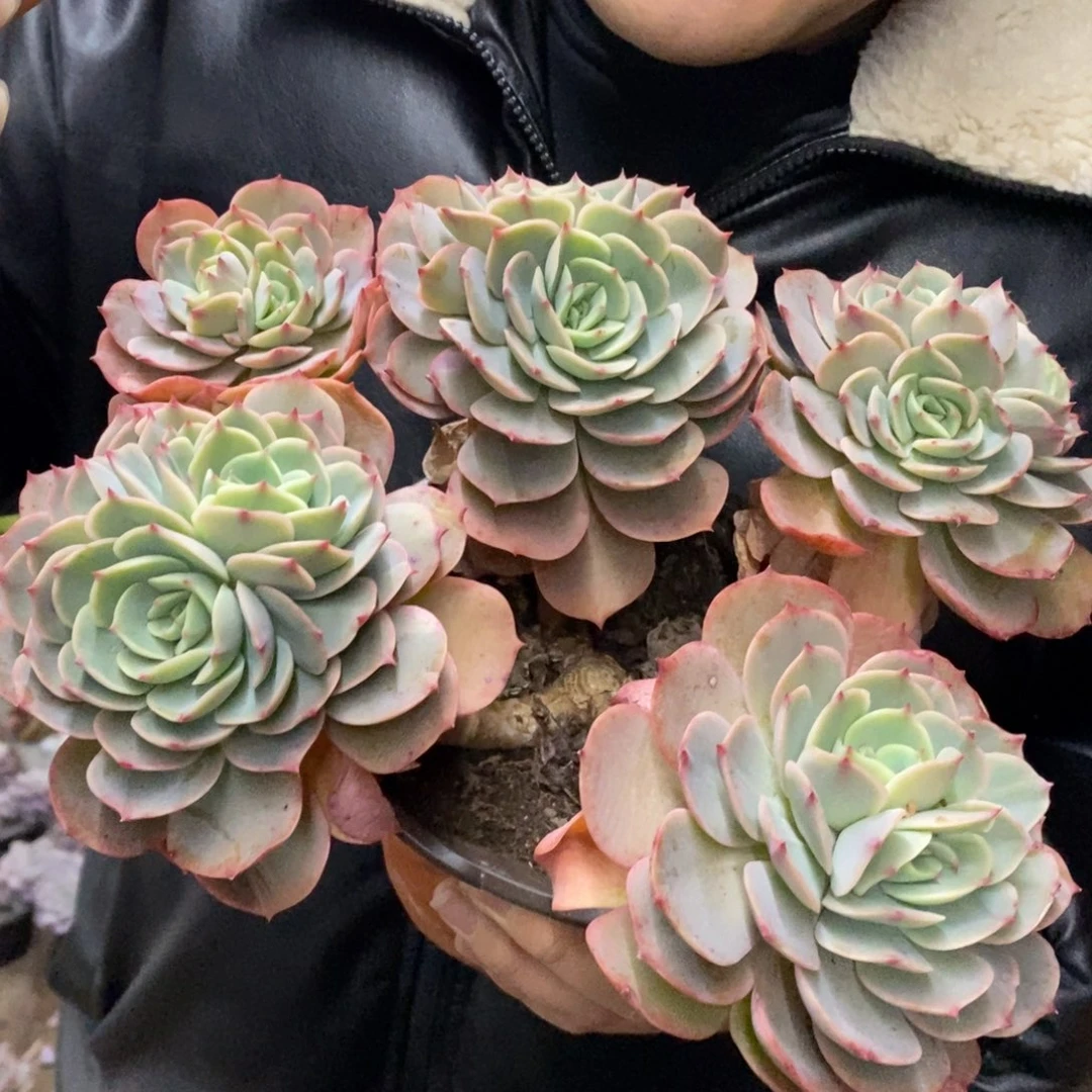 白雪公主五大头起发老桩