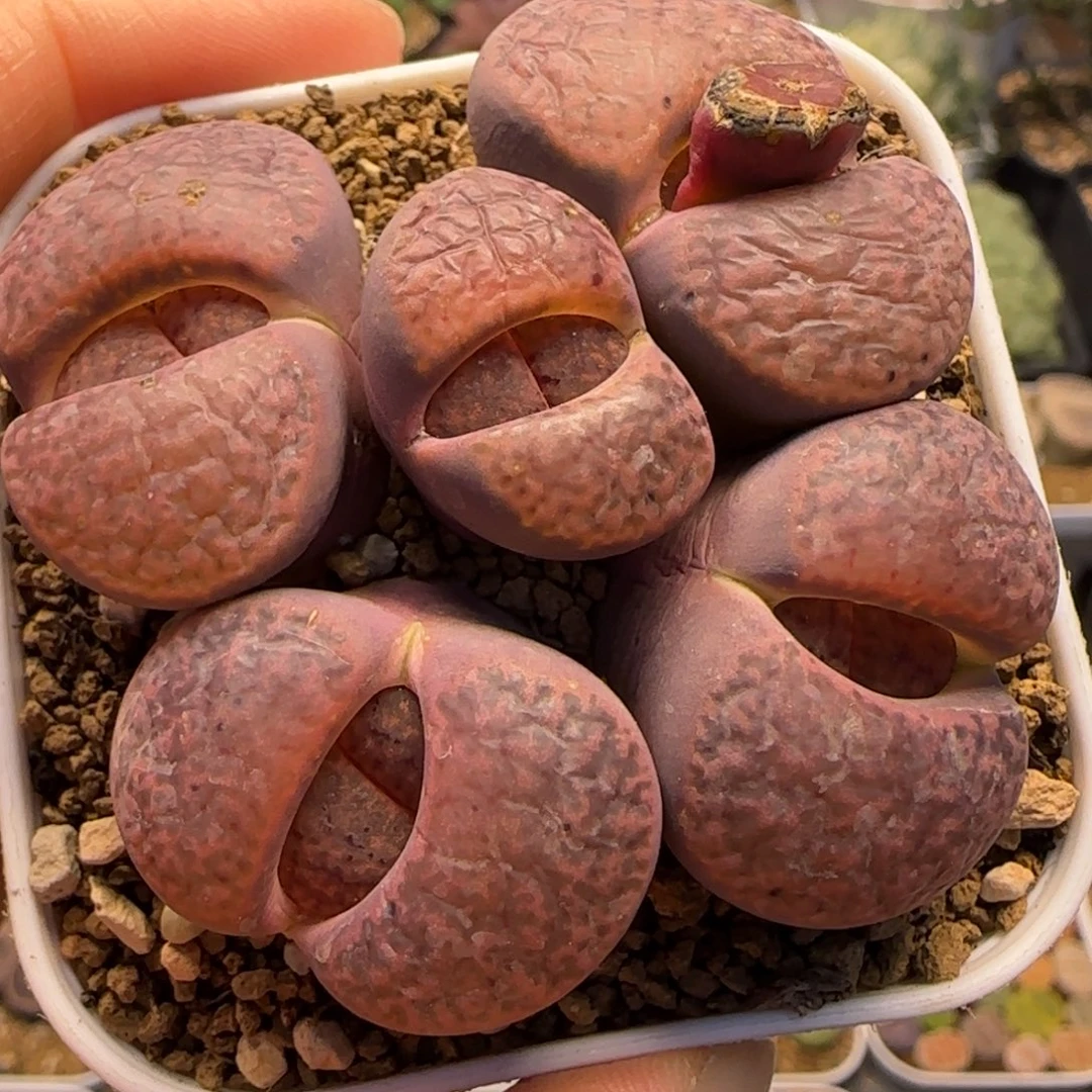 紫石榴多肉植物百科