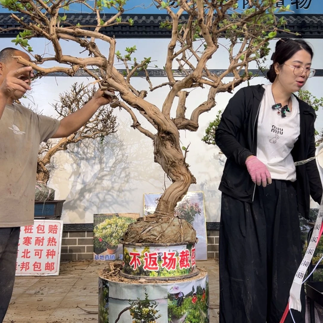 无花朵金银花8888