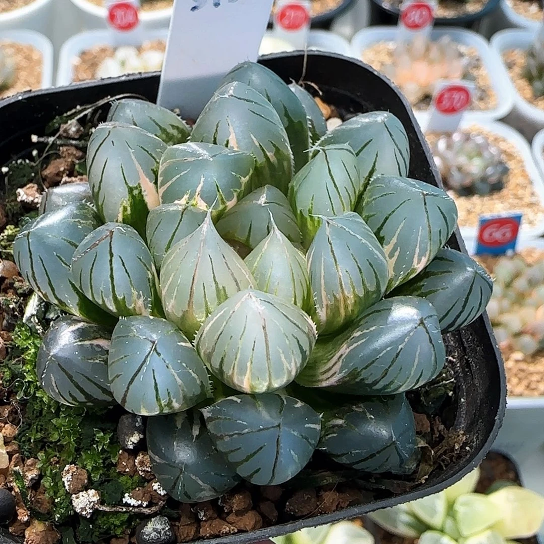 512号霓虹灯一物一拍带盆土