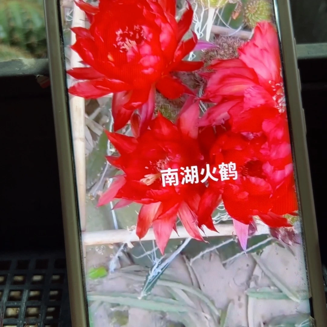 下44彩草火鹤歪无根侧芽3一4公分左右20包邮