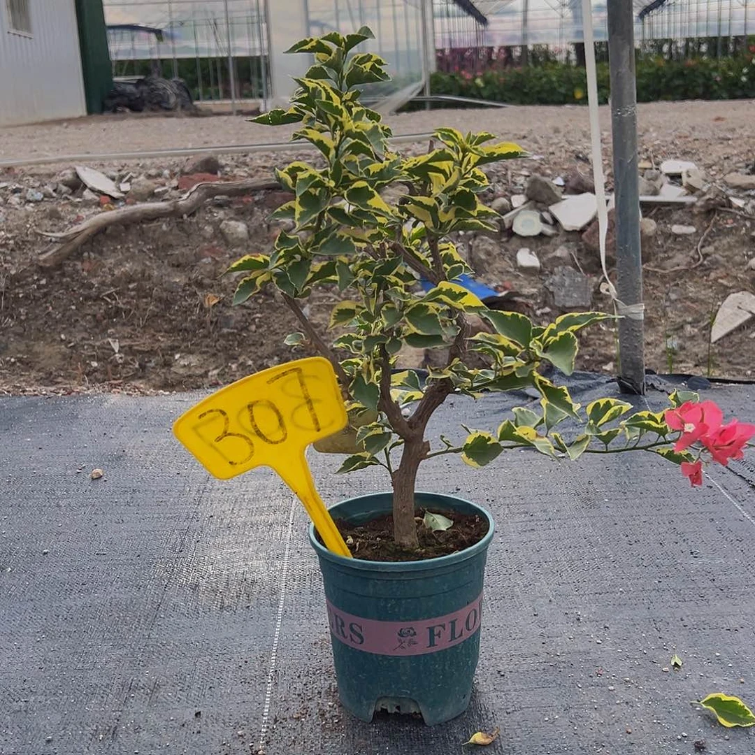 当前无花栽培后可以开花  蜡染粉 小树头  307