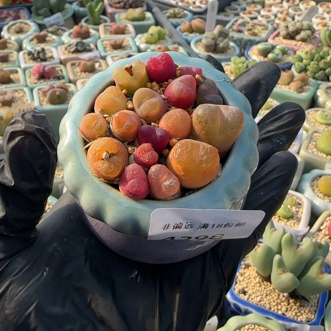 4298--一物一拍 带盆